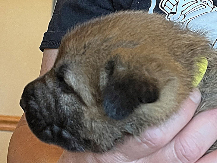 chinook puppy